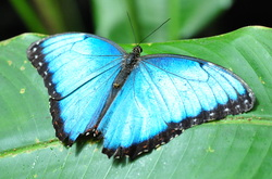 Butterfly-Medicine