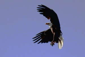 Eagle-on-the-Hunt