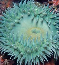 Giant Green Sea Anemone