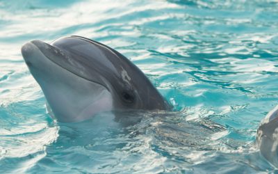 Harvesting Dolphin – The Making of a  Remedy